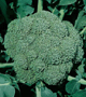 Broccoli H